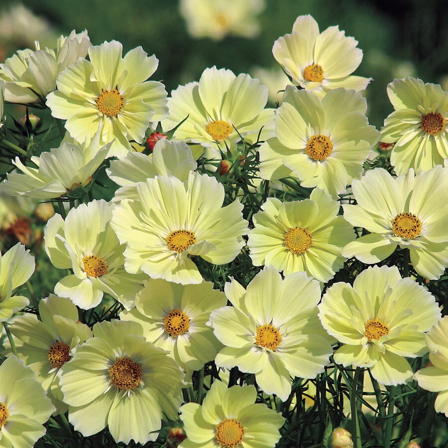 COSMOSさま専用ページ Cosmos 'Xanthos' — Canterbury Plantation
